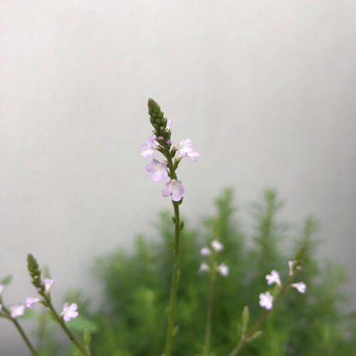 Eisenkraut verbena officinalis - eisenkraut,